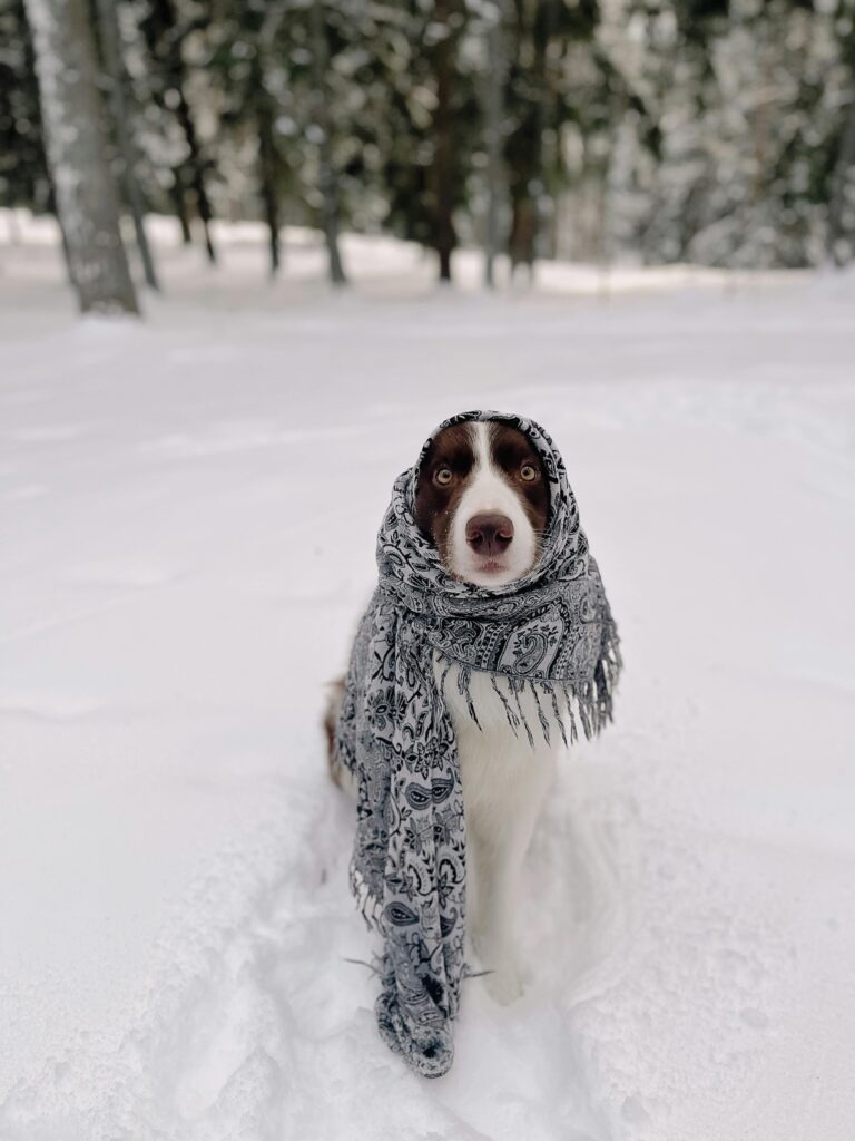 Winter Dog Image